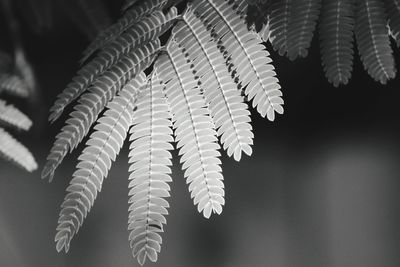 Close-up of fern leaves