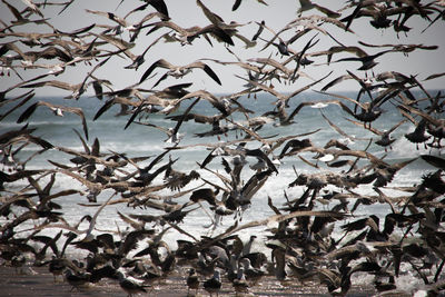 Full frame shot of birds