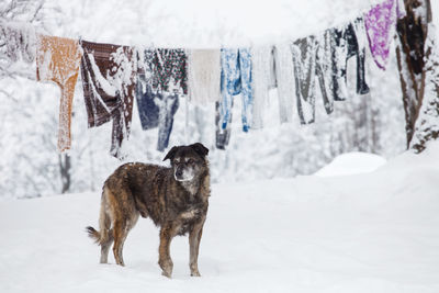 Dog on snow covered landscape