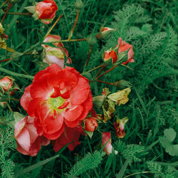 High angle view of red flowering plant on field