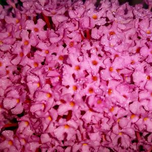 Full frame shot of pink flowers