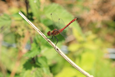 Close-up of dragonfly on plant