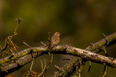 Close-up of bird perching on branch