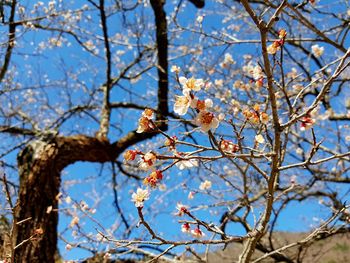 Low angle view of cherry blossoms against sky