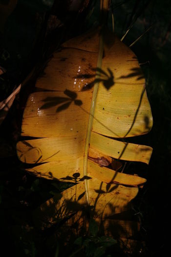 HIGH ANGLE VIEW OF YELLOW LEAVES ON FIELD DURING NIGHT