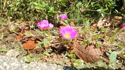 Flowers blooming on field