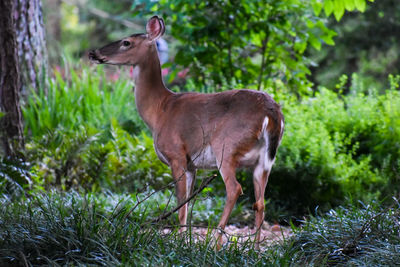 Side view of horse standing on land