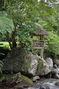 Trees and plants