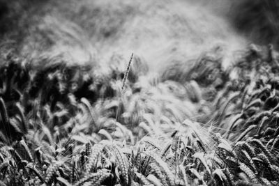 Close-up of snow on field