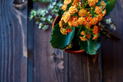 Close-up of flowering plant