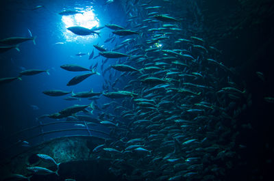 Fish swimming in sea