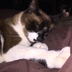 Close-up of cat sleeping