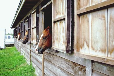 View of horse in stable