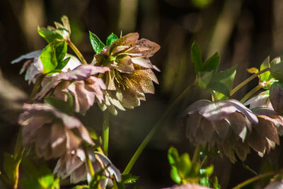 Close-up of flowering plant