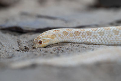 Close-up of snake