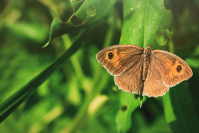 Close-up of butterfly on leaf