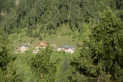 Small villas surrounded by deodar forests on the way from khajjiar to dalhousie.