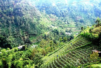 High angle view of trees in forest