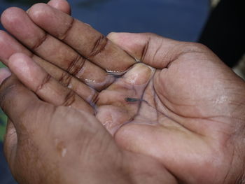 Cropped hands holding small fish