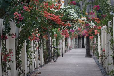 Footpath amidst flowering plants