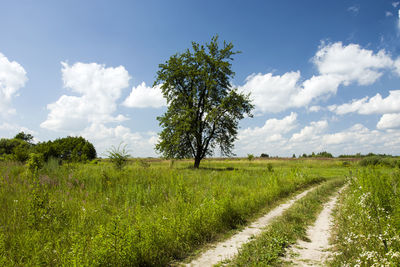 Scenic view dirt road, tree on the field against sky