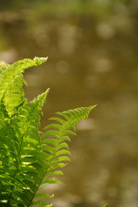 Close-up of fern