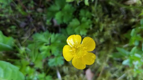 Close-up of yellow flower