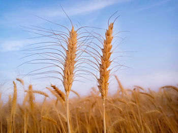 Close-up of wheat growing on field against sky