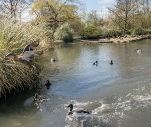 Ducks swimming in a lake