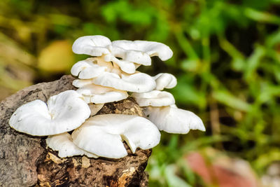 Close-up of white mushrooms growing on field