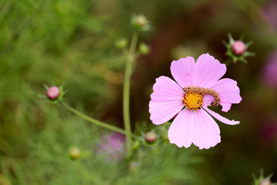 A worm eating petal on the cosmos flower in garden