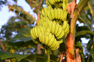 Close-up of banana tree