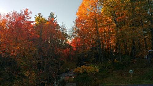 Scenic view of forest during autumn