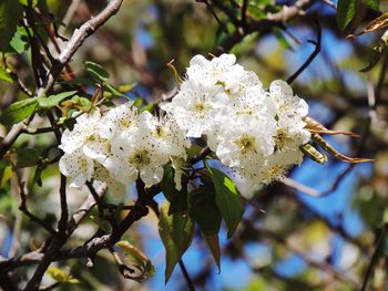 Close-up of white cherry blossom tree