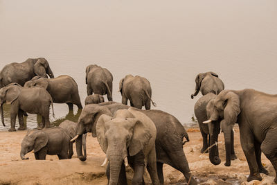 Elephants standing in lake