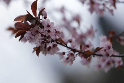 Close-up of cherry blossoms in spring