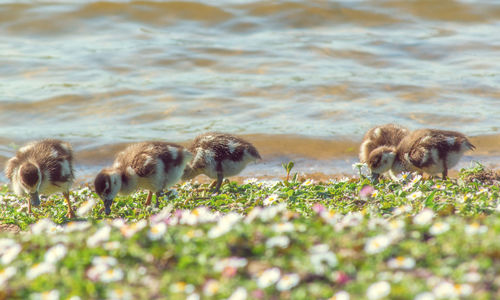 Ducklings on field by lake