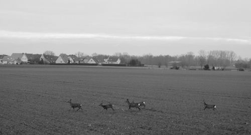 Birds on field against sky