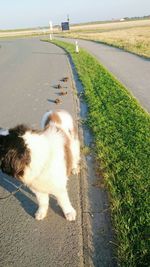 Dog walking on road