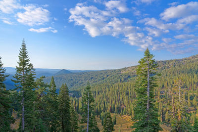 Scenic view of pine trees against sky