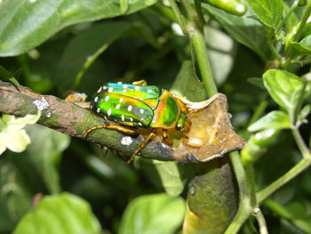 Close-up of insect on leaf