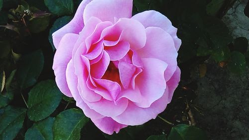 Close-up of pink rose