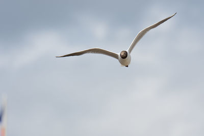 Low angle view of bird flying against sky