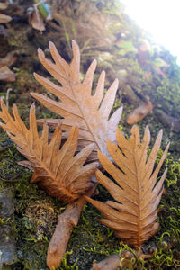 Close-up of autumn leaves on tree