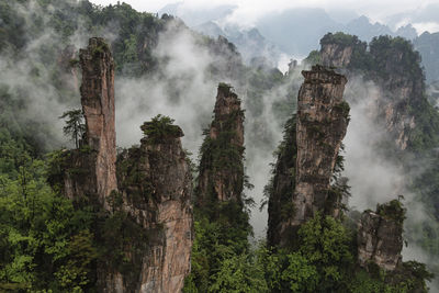 Trees growing on rock formations in forest against sky