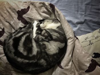 High angle view of cat in water