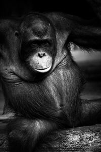 Close-up portrait of an animal