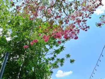 Low angle view of cherry blossoms against sky