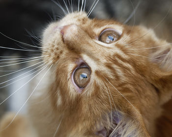 Close-up of a cat