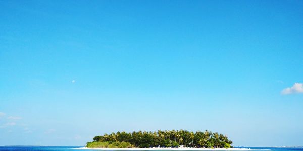 Low angle view of trees against clear blue sky